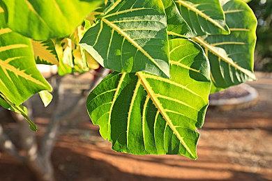 跨次元伙伴《战盟桌面精灵》Steam商店页面现已开启！