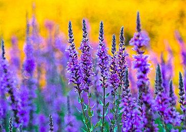 《帝国时代4》微软商店详情页暗示或存在Xbox版